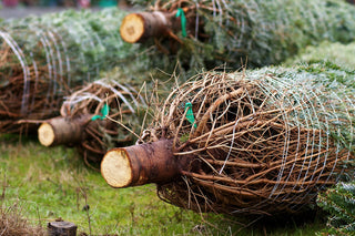 How to Screw up Your Christmas Tree Before Hanging a Single Ornament